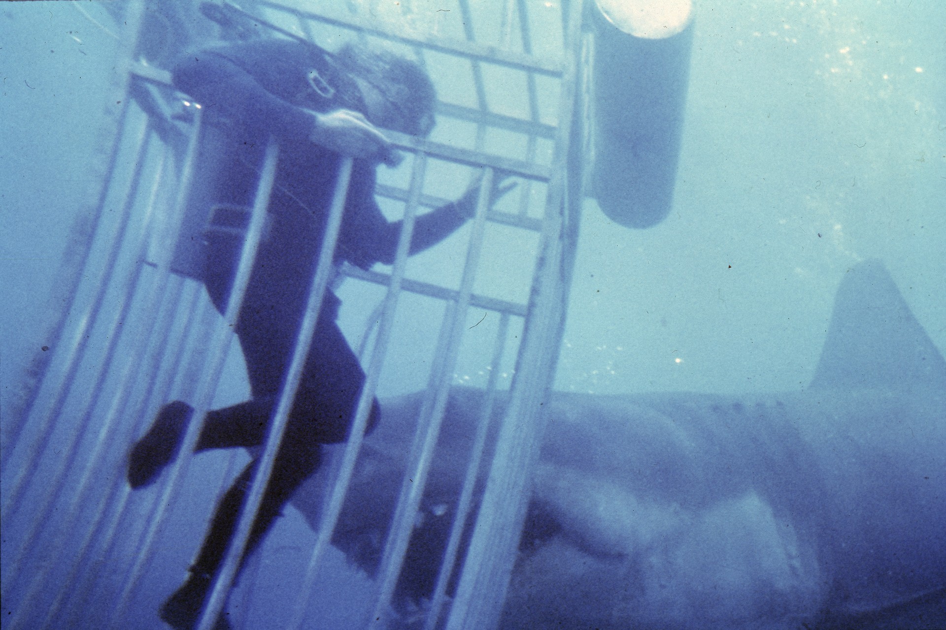 Bilder aus Der weiße Hai