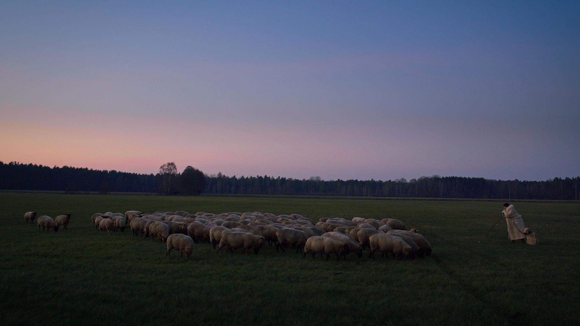 Bilder aus Im Land der Wölfe