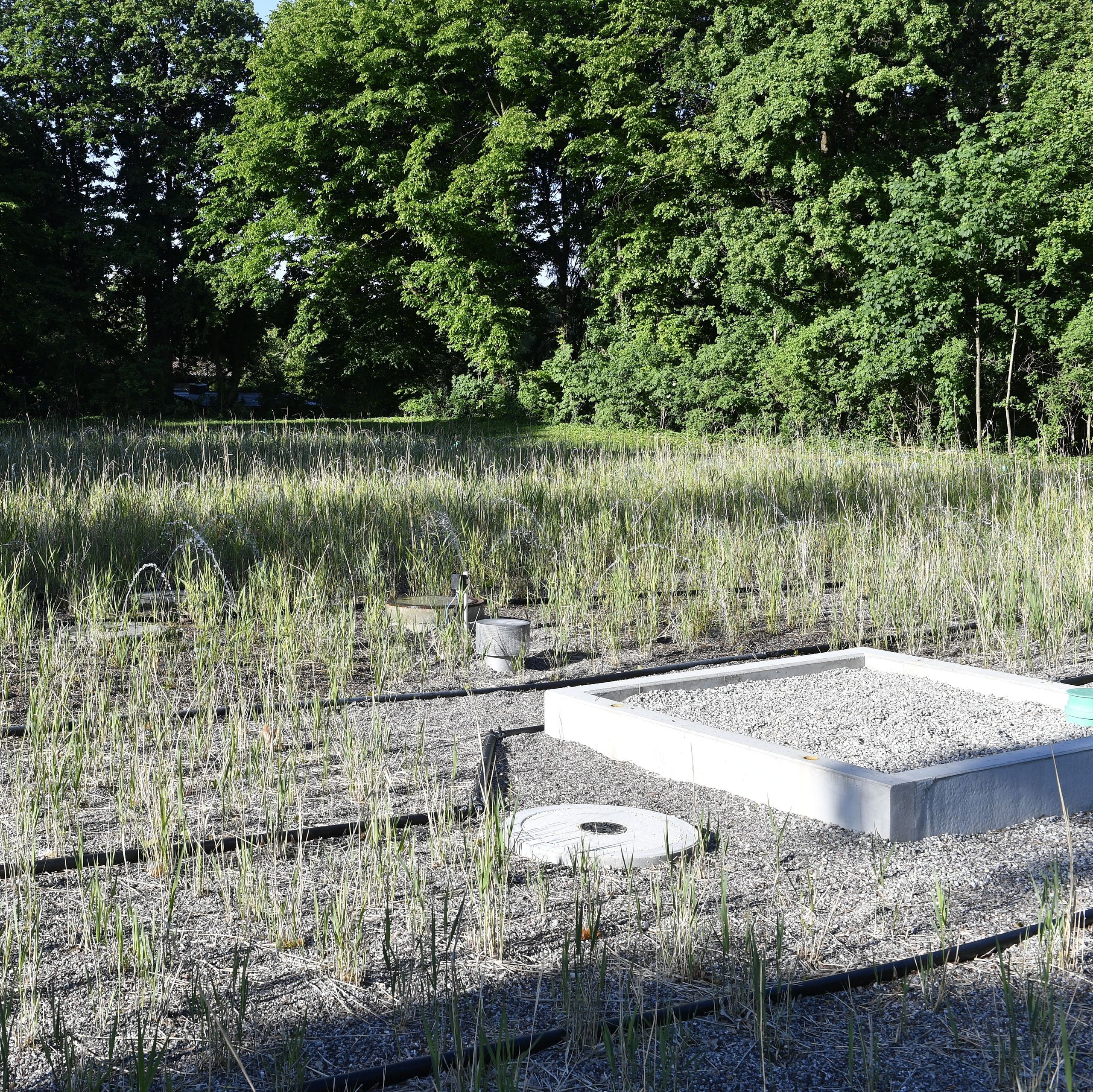 Freibad München: Naturbad Georgenschwaige