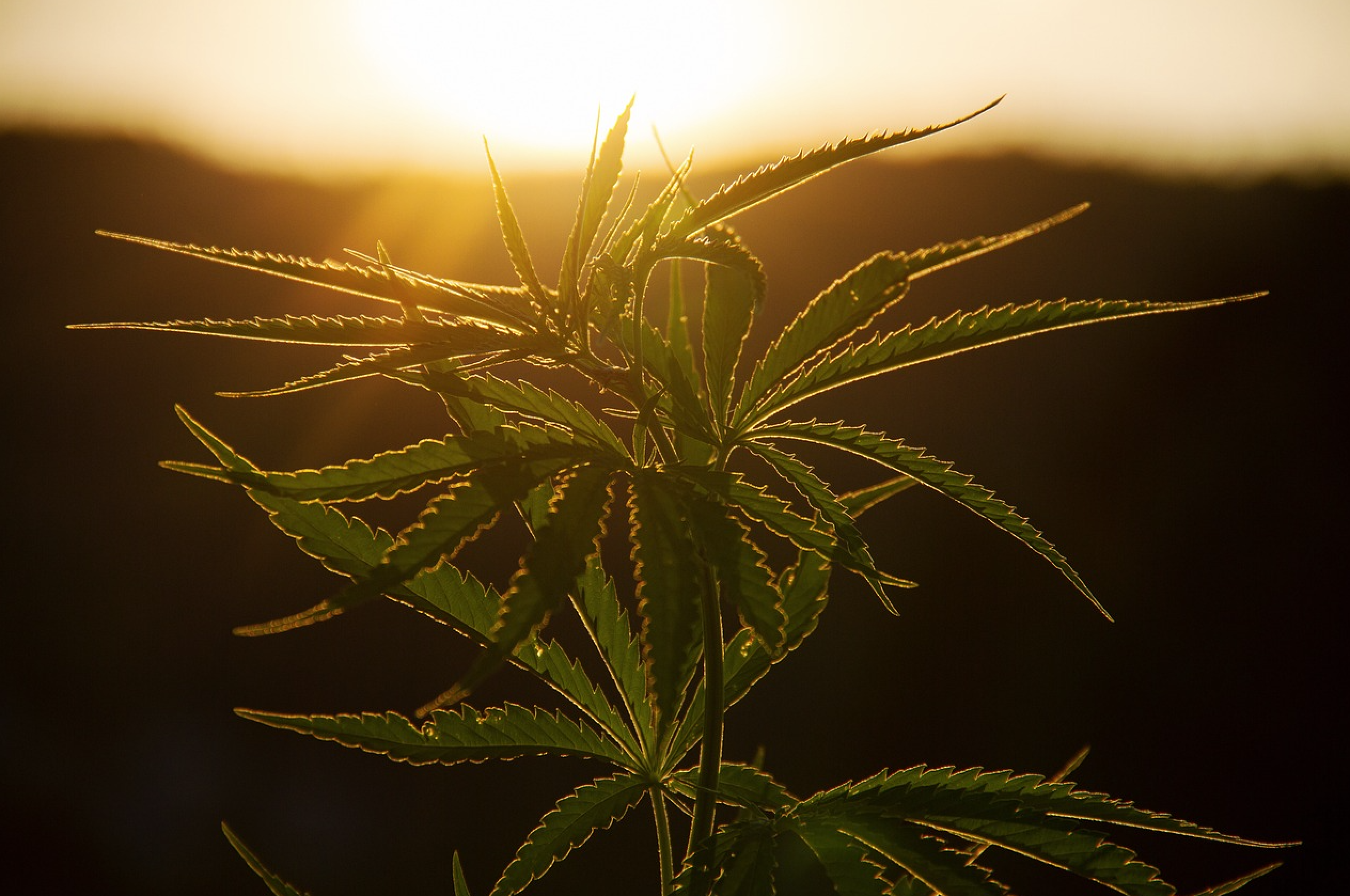 Drei Cannabis-Pflanzen sind daheim erlaubt