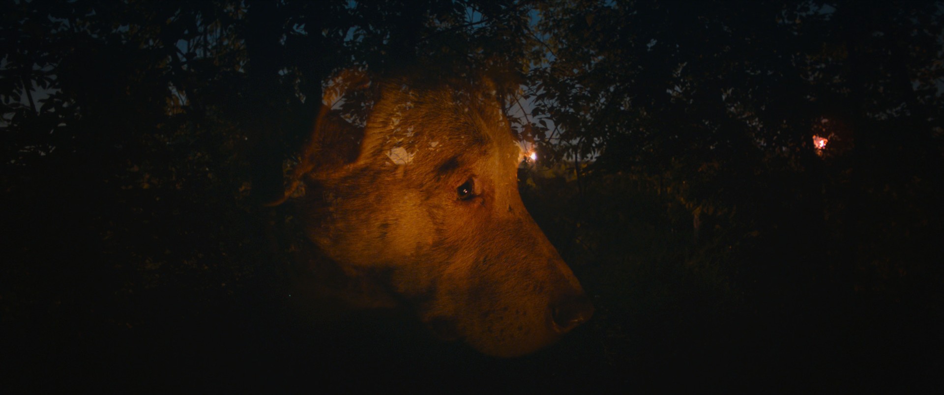 Bilder aus Dreaming Dogs