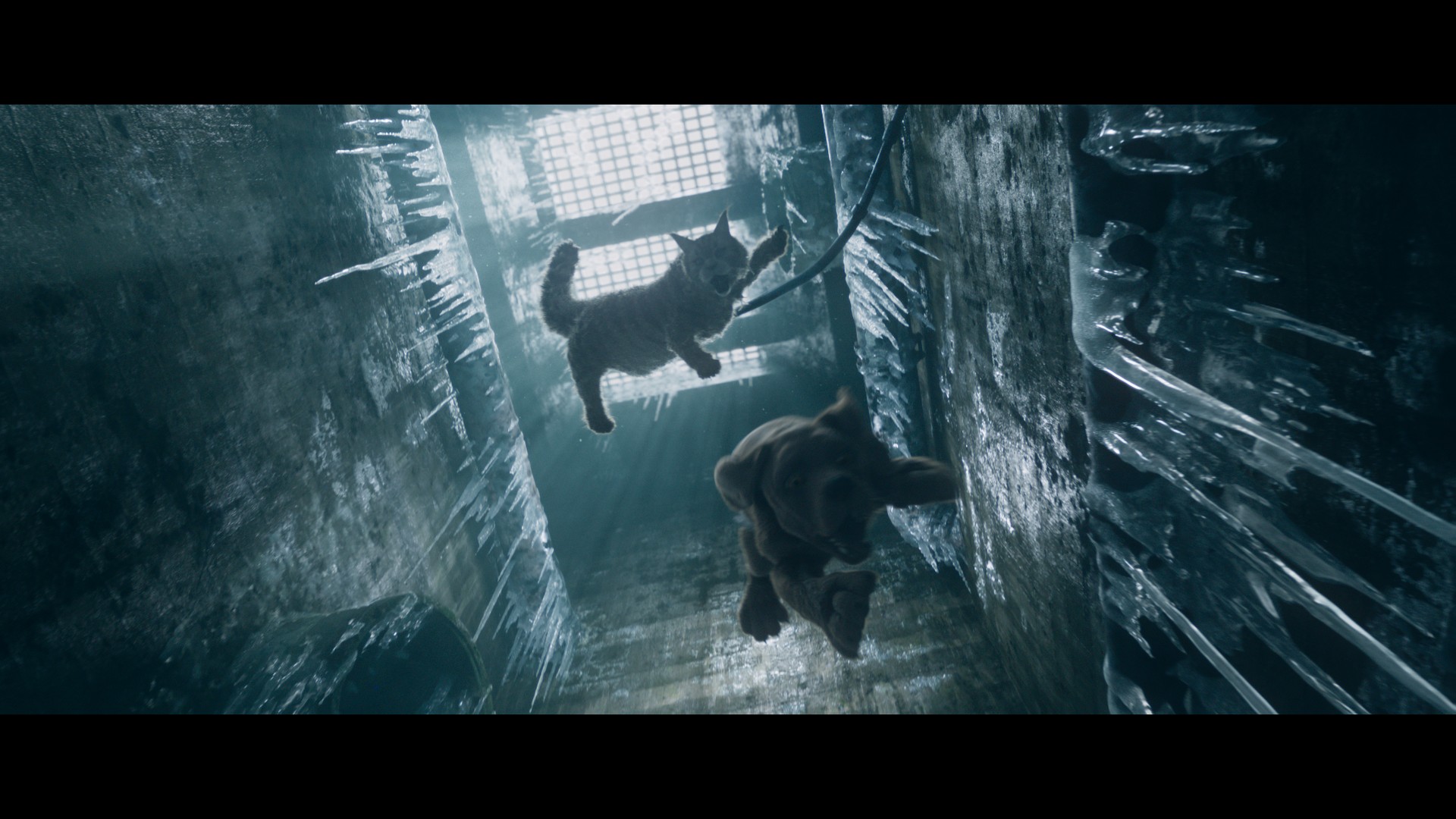 Bilder aus Miau und Wau