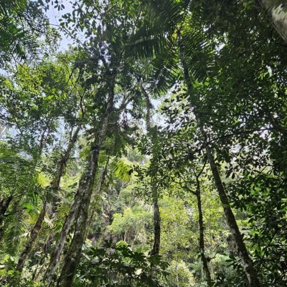 Menschen – Umwelt – Wissen: Umweltmonitoring in Amazonien