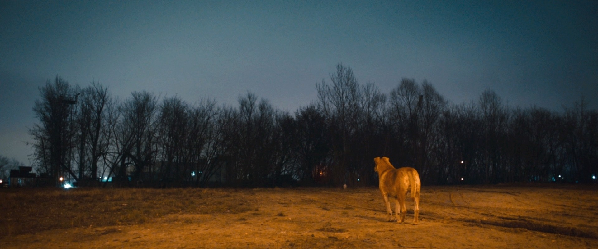 Bilder aus Dreaming Dogs