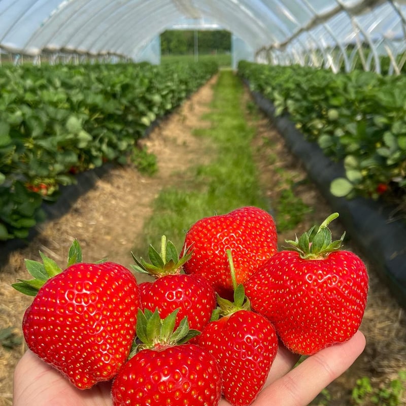 Erdbeeren pflücken München: Hofreiter