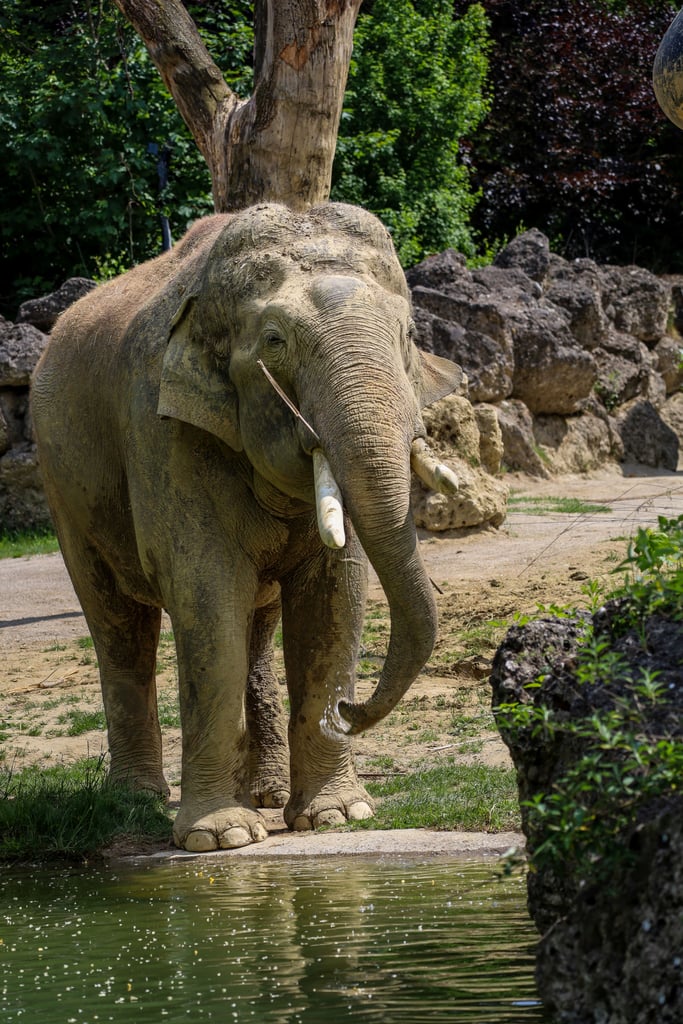 Adult elephant standing near a small pond with muddy legs and tusks visible, in a zoo enclosure with rocks and greenery behind
