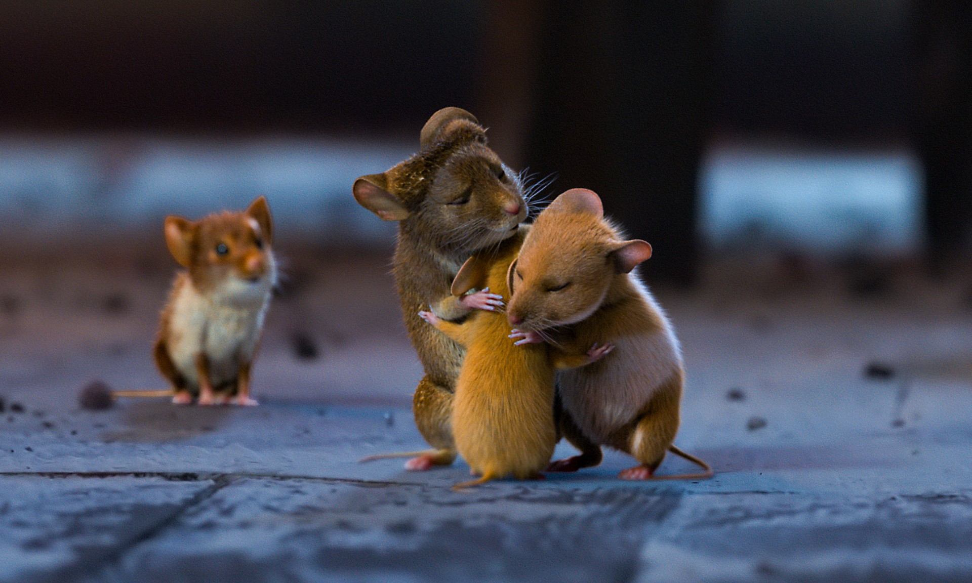 Bilder aus Mission: Mäusejagd - Chaos unterm Weihnachtsbaum