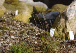 Eröffnungsfest: Frühling im Museumsgarten