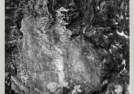 Poetics of Nature