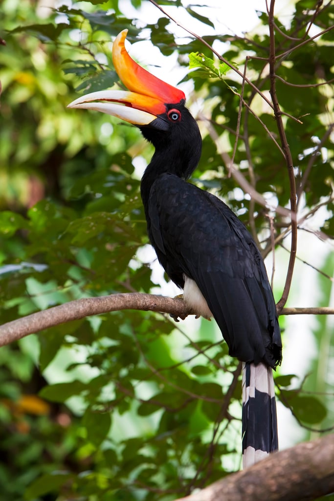 Black hornbill perched on a branch among green leaves, showing a large orange-yellow casque and white beak