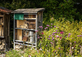 Bienen und Blüten