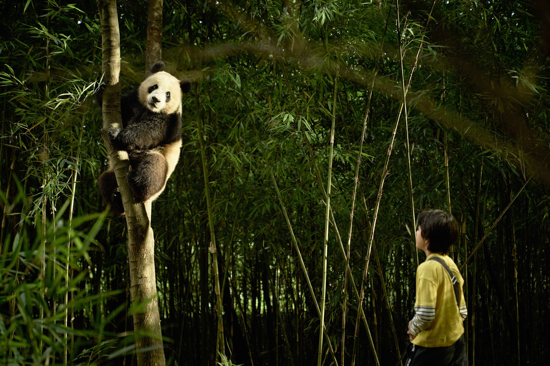 Bilder aus Moon, der Panda