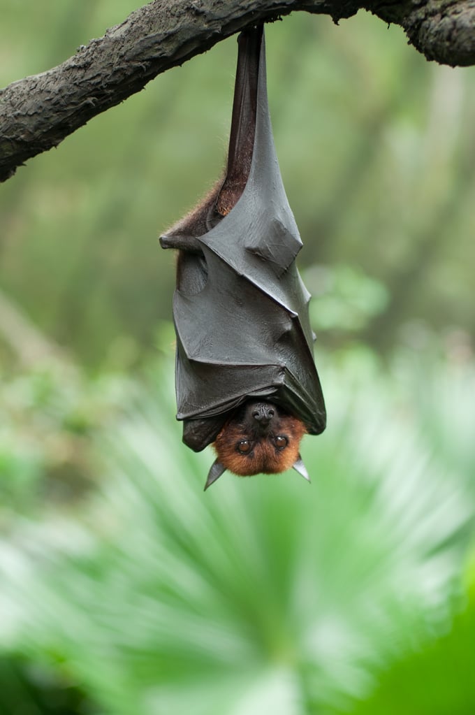 Upside-down bat clinging to a tree branch with folded dark wings, green blurred background.