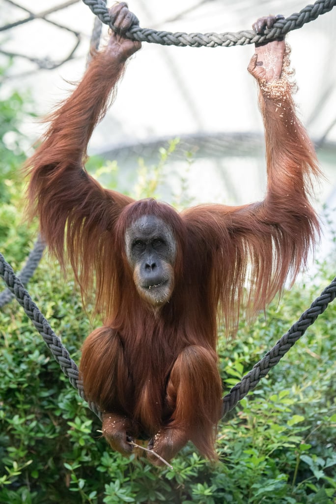 Adult orangutan with long orange fur gripping thick ropes in a zoo enclosure, facing the camera.