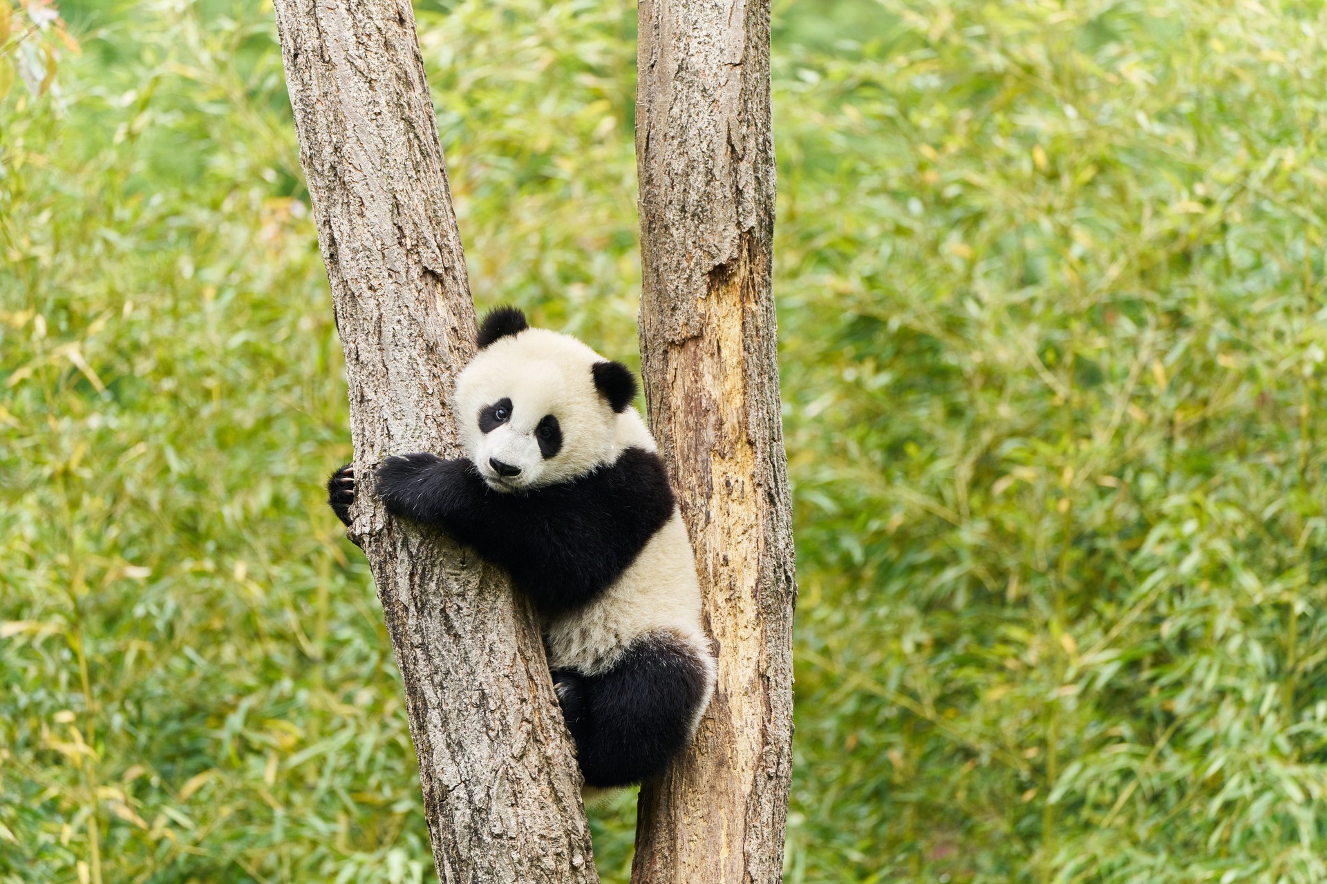 Bilder aus Moon, der Panda
