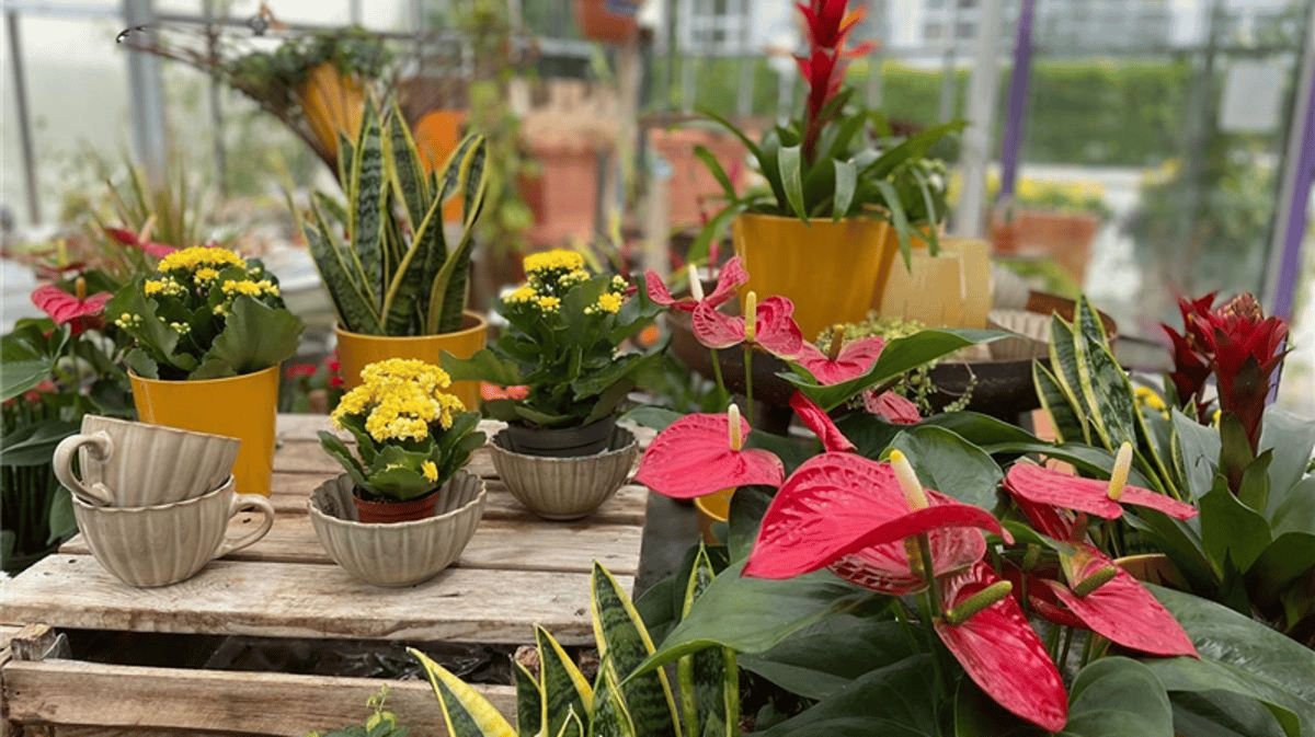 Von Zimmer- bis Topfpflanzen: Alles für den grünen Daumen