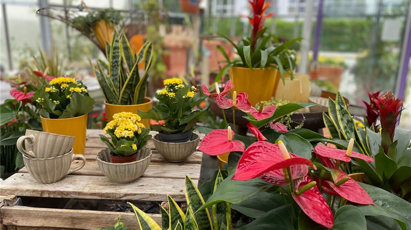 Topfpflanzen München: Dosch Blumen
