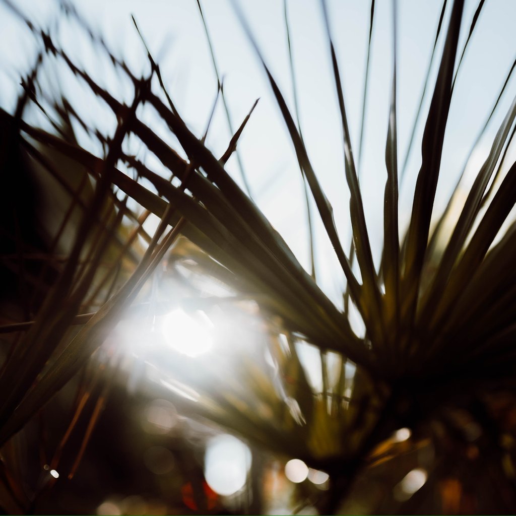 Close-up of spiky palm-like leaves with bright sun flare in the background, creating an abstract, backlit image.