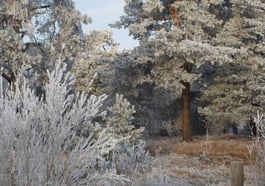 Die Kraft von Wurzeln und Rinden