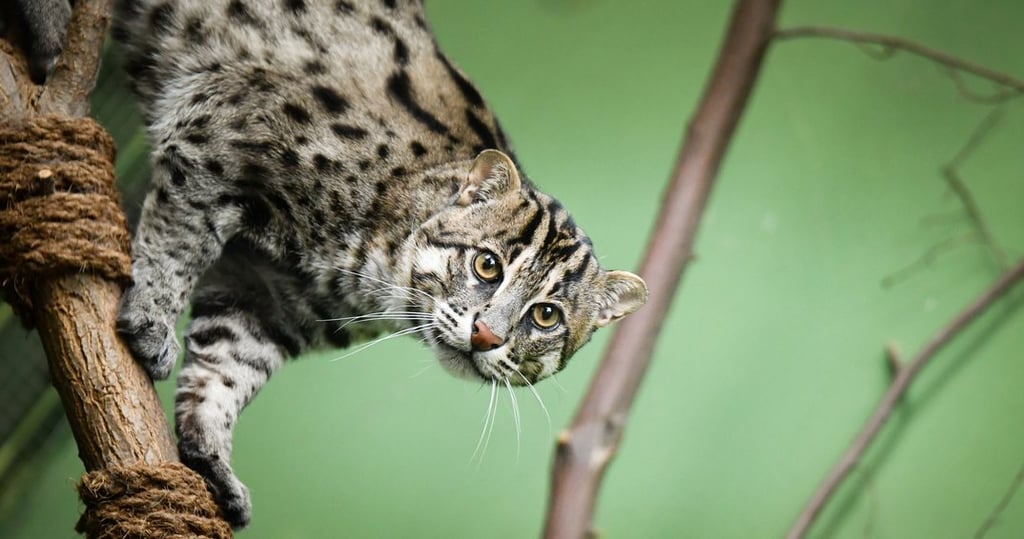 Spotted wild cat clinging to a rope perch, looking toward the camera with yellow eyes.