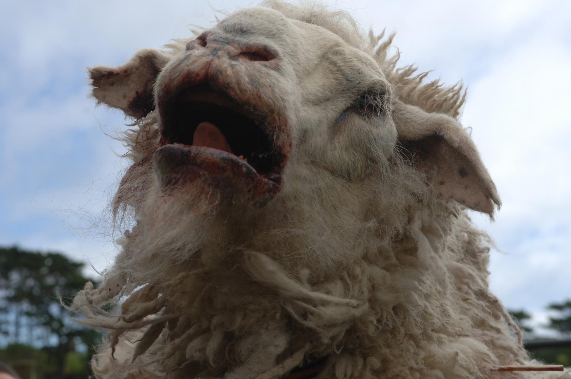 Bilder aus Black Sheep