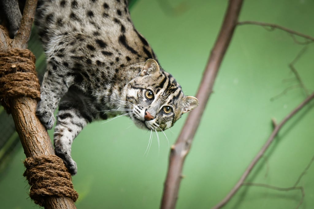 Leopard cat gripping a rope in a tree, looking toward the camera with amber eyes against a green background.