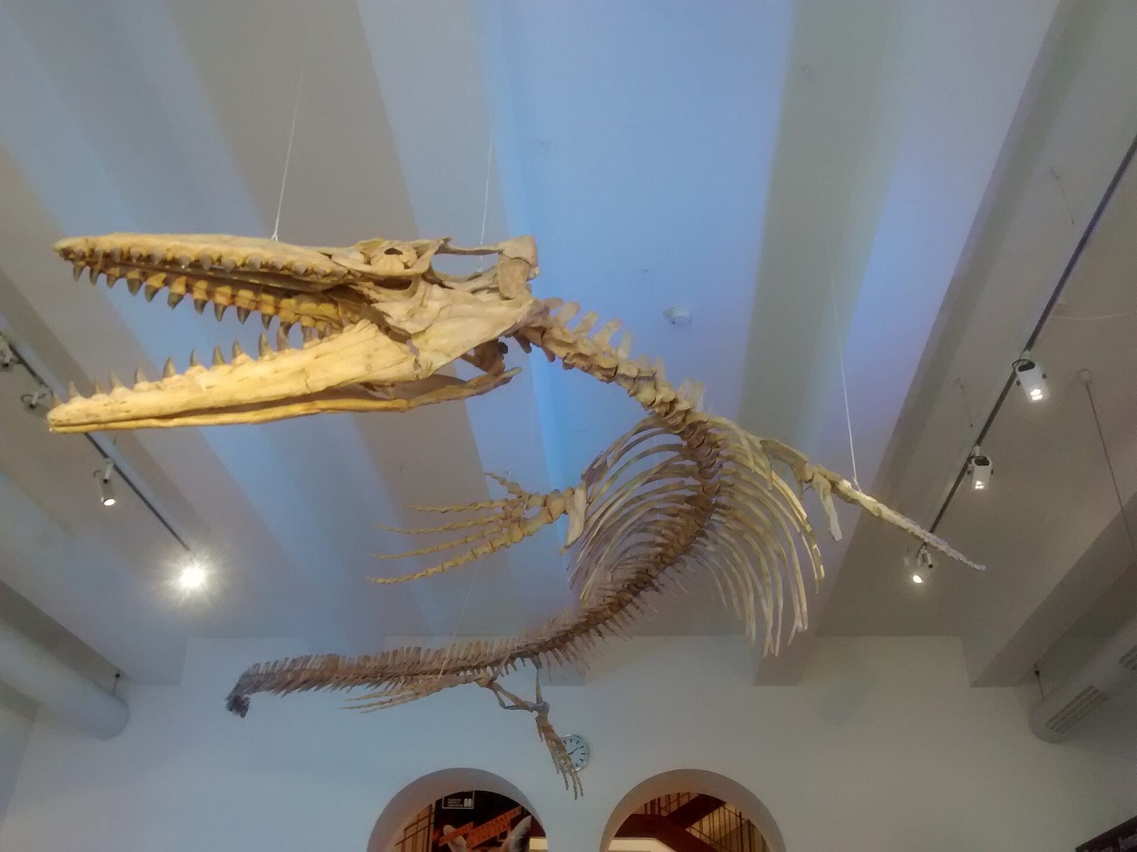 Mosasaurus-Skelett unter der Decke im Museum Mensch und Natur München