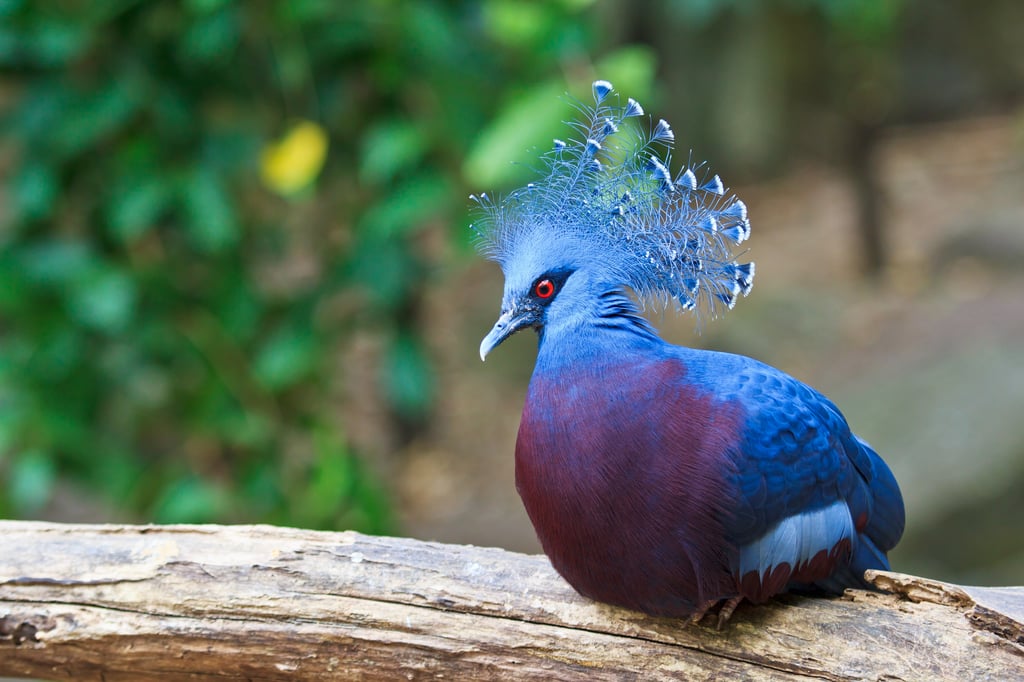 Close-up of a blue Victoria crowned pigeon perched on a weathered log, its ornate crest of lacy feathers raised.