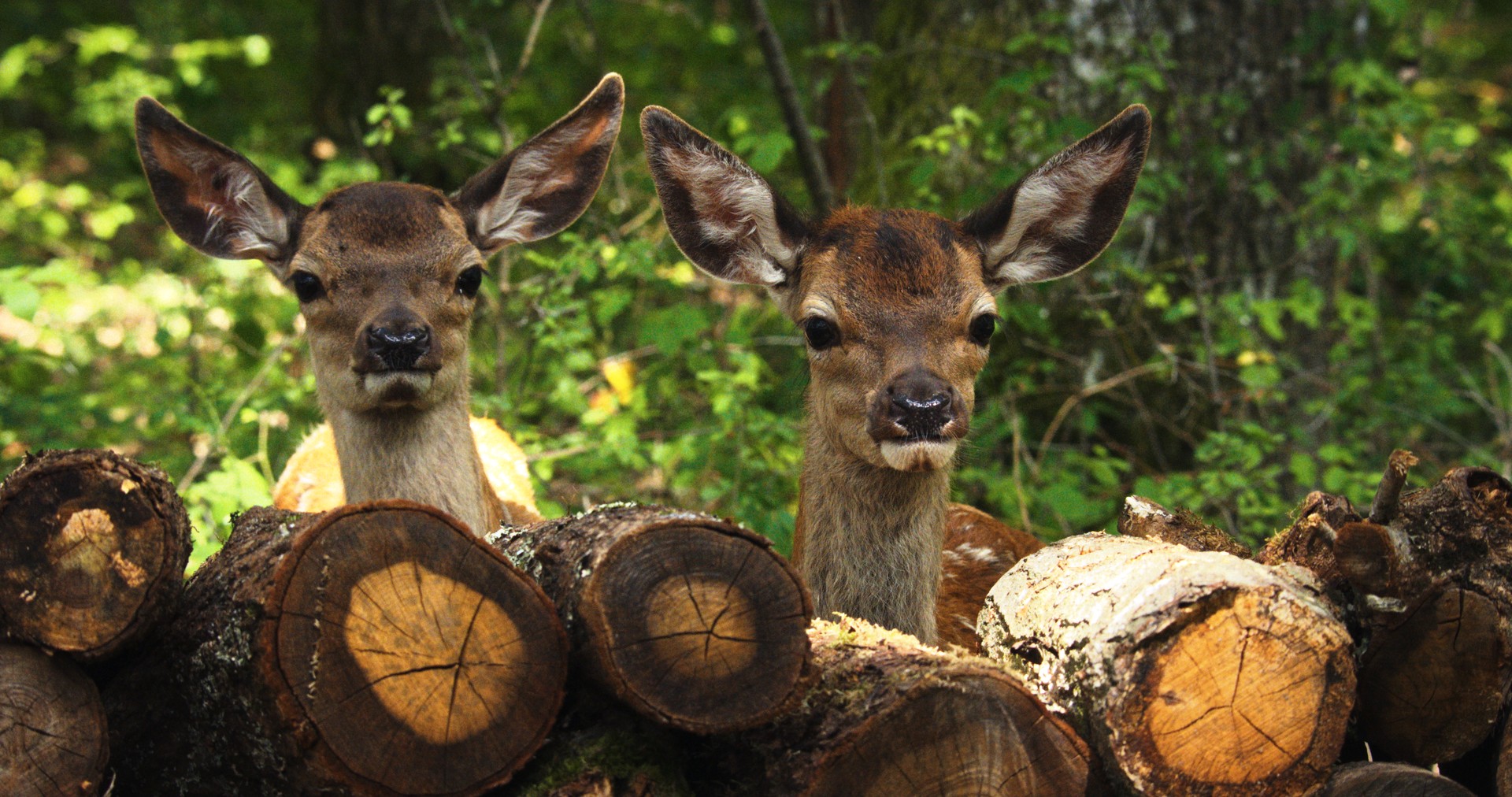 Bilder aus Bambi - Eine Lebensgeschichte aus dem Wald