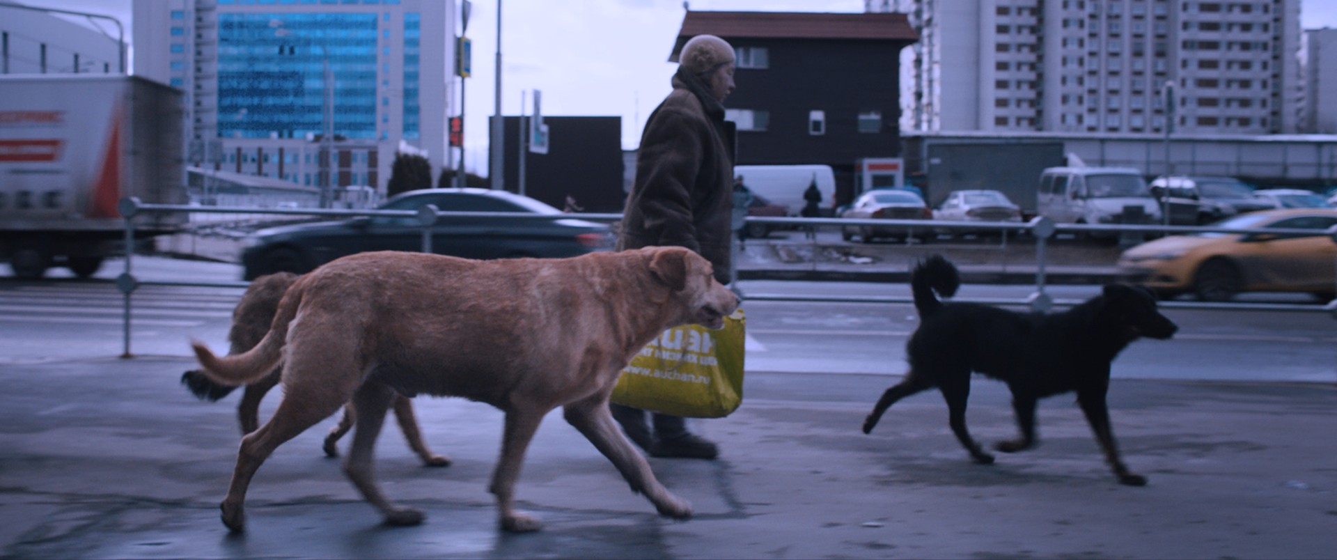 Bilder aus Dreaming Dogs