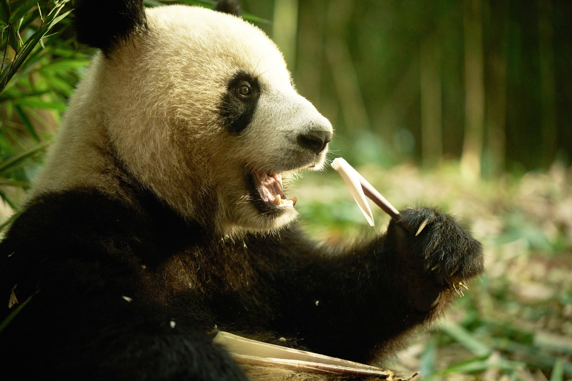 Bilder aus Moon, der Panda