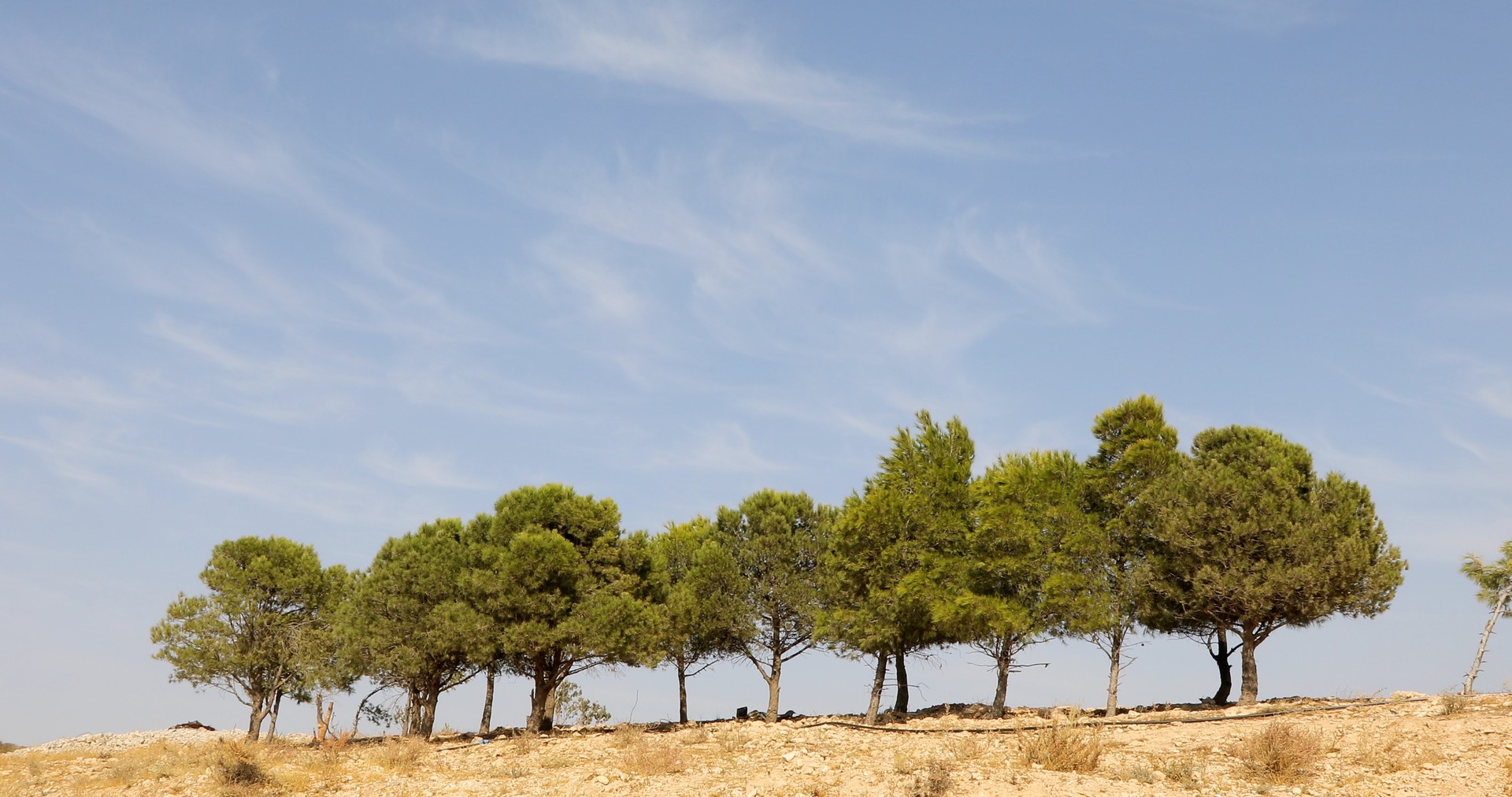 Bilder aus Trotz Alledem