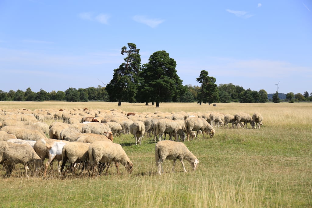 Sheep grazing in a sunny field with trees in the background and wind turbines on the horizon against a clear blue sky.