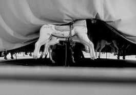 Jan Jindra: Unter soviel Lidern