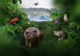 Große Wiedereröffnung der Dschungelwelt