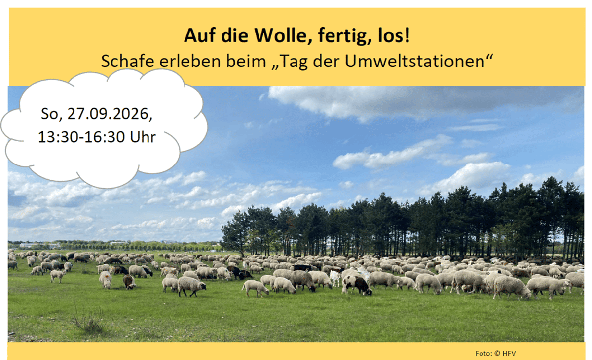 Auf die Wolle, fertig, los!