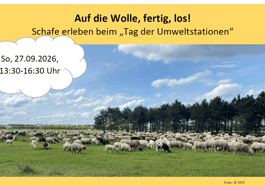 Auf die Wolle, fertig, los!