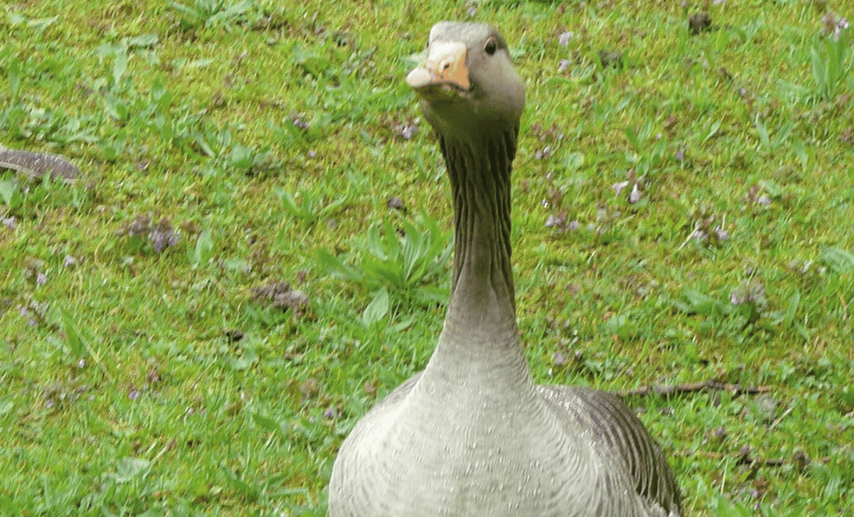 Gans in Familie