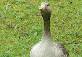 Gans in Familie