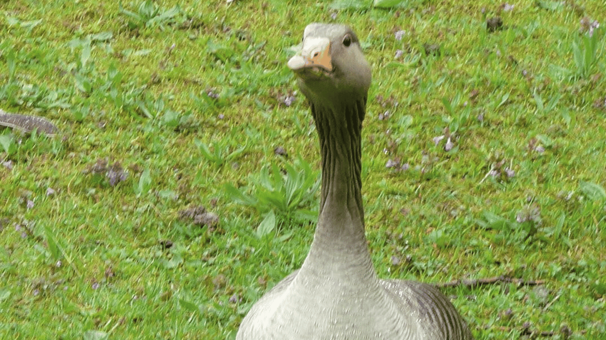 Von Gans weit weg