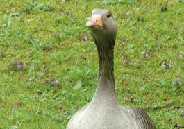 Von Gans weit weg