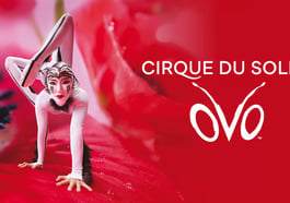 Cirque du Soleil – OVO