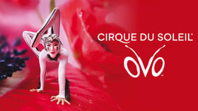 Cirque du Soleil – OVO
