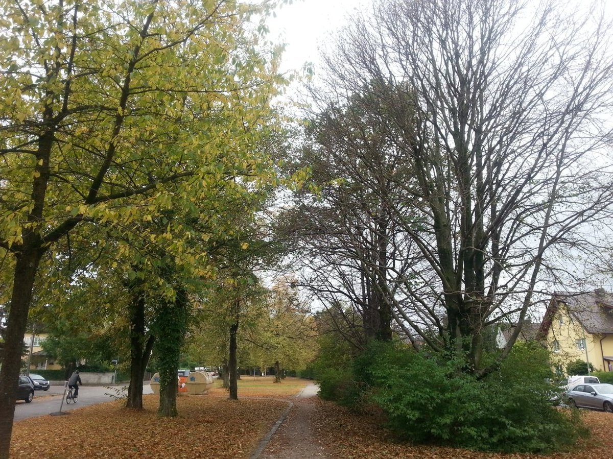 Dem Herbst auf der Spur – eine naturkundliche Wanderung