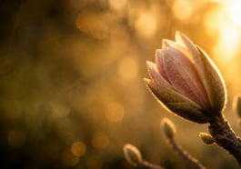 Positive Psychologie