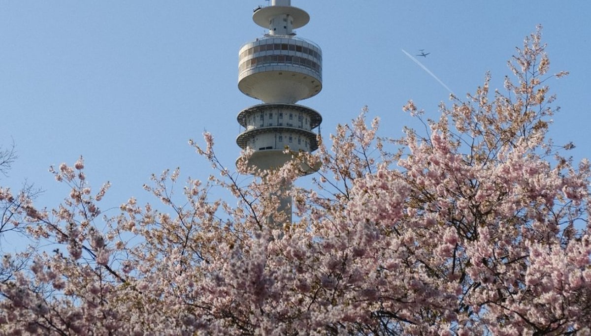 Olympische Bäume