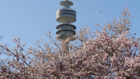 Olympische Bäume