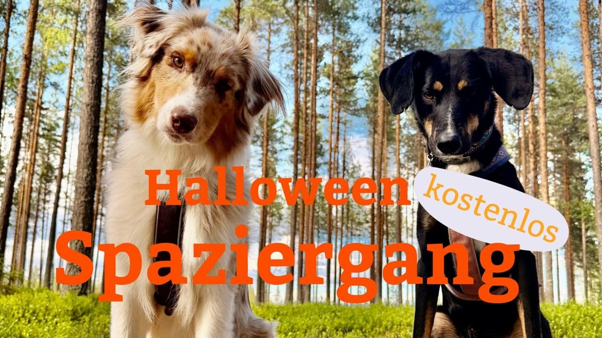 Halloween-Hundespaziergang