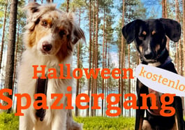 Halloween-Hundespaziergang
