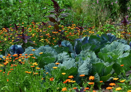 Führung durch den Giftgarten der Stadtgärtnerei